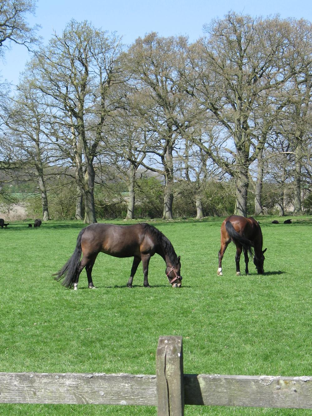 HorseMax Slæt